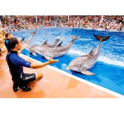Marineland Dolphin show